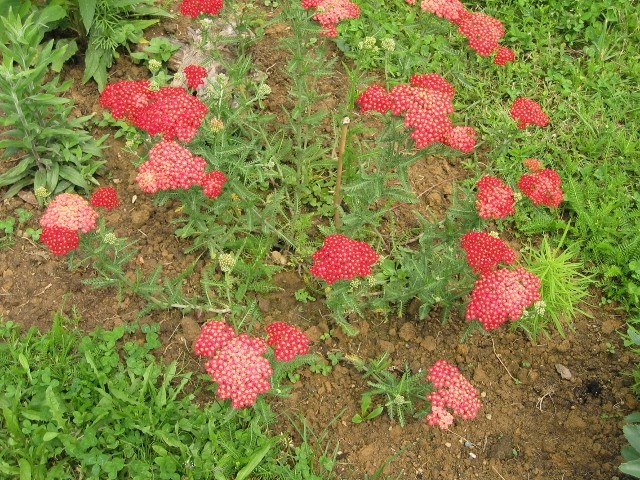 Achillea